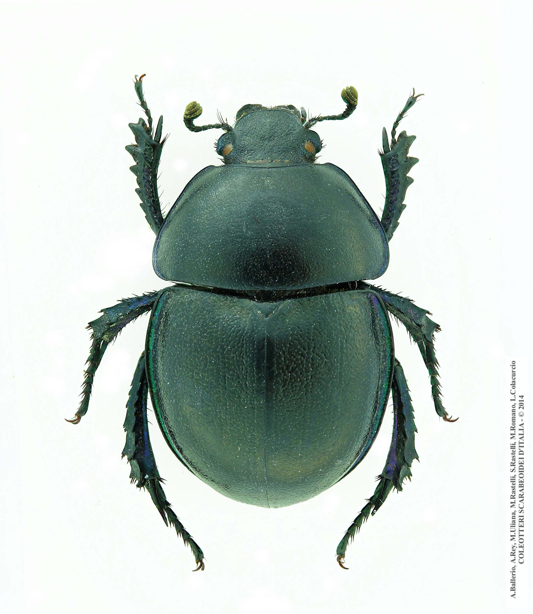 Zuninoeus hoppei, maschio